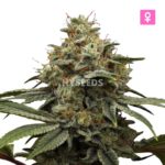 Mazar Autoflower Wietplant
