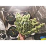 bruce banner weed