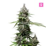 White Widow Autoflower Wietplant