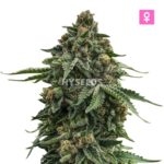 Critical White Wietplant