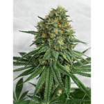 Critical Wietplant